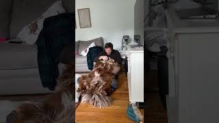 GIANT fluffy dog plays with his human