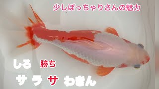 金魚　少しぽっちゃりさんの魅力　更紗和金　白勝ち