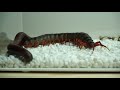 centipede and millipede together will become friends蜈蚣与千足虫在一起会成为朋友吗