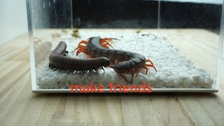 Centipede and millipede together will become friends蜈蚣与千足虫在一起会成为朋友吗