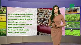 VTC14 | Thời tiết nông vụ 06/06/2018 | Ốc hương bị bệnh chết do thiếu ô xy