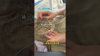 小小人类，呵，拿捏！  #cat #寵物 #cute #yourcat #萌宠 #pets #yourpet #动物搞笑 #pets #铲屎官的乐趣 #绿茶猫 #小猫咪能有什么坏心眼