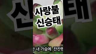 사랑불 신승태 #옥구슬송tvcovet