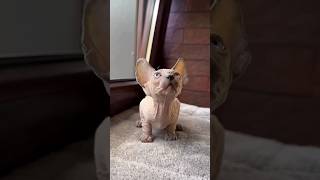 Sphynx Kitten