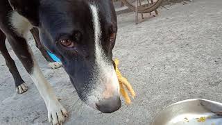 Typical country dog native to Ramanathapuram eating his daily food