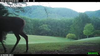 Elk In Tennessee!