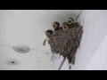 baby swallows