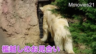 Polar Bears　ツヨシとジャンブイ　檻越しに接近 (ズーラシア ホッキョクグマ)