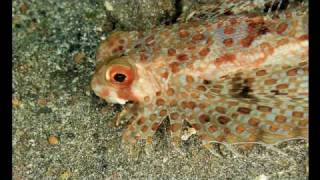 Indonesia, Lembeh, macro and fishes