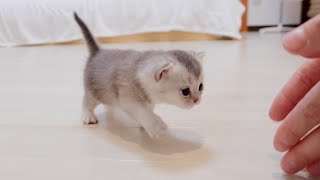 A kitten that runs and approaches many times when its owner calls is too cute.