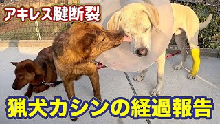 【定期連絡】イノシシにやられてアキレス腱断裂した猟犬カシンの経過報告