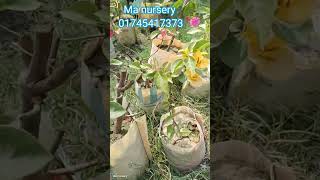 পাঁচটা বাগান বিলাস এক হাজার টাকা #shortvideo #বাগান বিলাস ফুল গাছ #viral #ma nursery, #flowers #love