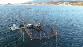 湖魚待つ巨大誘導路　琵琶湖の伝統漁法「エリ漁」