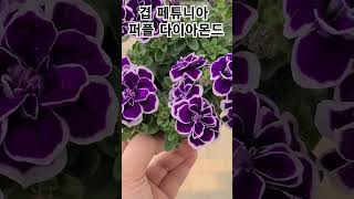 #은혜화훼판매장 #겹페튜니아 퍼플다이아몬드