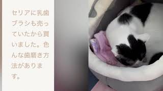 猫の歯磨き方法　#チャンネル登録よろしくね  #清潔　#ねこのいる生活  #主婦