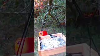 Two black-capped chickadees were enjoying breakfast. 两只黑帽山雀在享受谷物。#鸟类 #birds#nature #birdfeeder