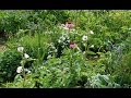 RCH Live Show: Marshmallow Herb