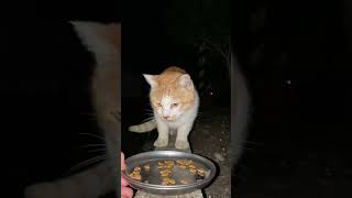 腹ペコな野良猫たちがカリカリをメチャクチャ美味しそうに食べる