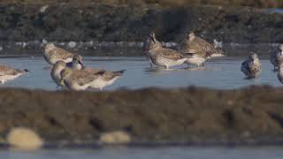 Nordmann's Greenshank, Great Knot \u0026 Asian Dowitcher