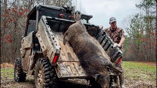 Giant sow, hogs jumping out trap, boat sank and sheriff dept tickets.