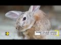 discovering japan s unexplored rabbit island of rabbits that was hidden for a long time wion