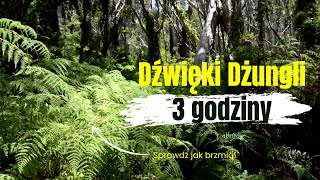 Dźwięki zwierząt z dżungli - Relaksujący śpiew ptaków -  Uspakajające odgłosy natury.