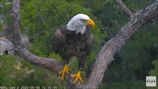 AEF-NEFL Eagle Nest Cam 6/3/20 Samson flies in with a fish, grabs a few bites before Romy flies in!