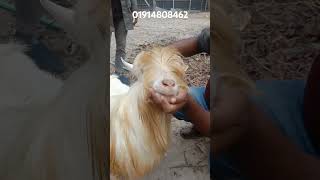 Bantam goat . পৃথিবীর সবচেয়ে সুন্দর ও ছোট জাতের ছাগল ।#Bantamgoat