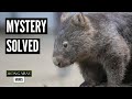 Mystery behind cubed wombat poop uncovered by scientists