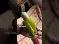 Sweety ❤️‍🔥 #birdfun #cutiebird #pets #happybird #bestfriend #budgies #birdplaytime #funny #birds