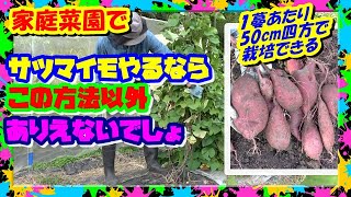 【サツマイモの垂直栽培】一株50cm四方で収まり後片付けも楽、何より味と収量に大きく差が付く【徹底解説】