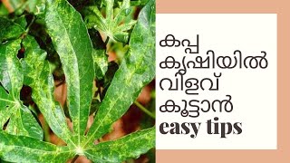 കപ്പ കൃഷിയിൽ വിളവ് കൂട്ടാൻ കുറച്ചു ടിപ്സ് | How  to increase the yield of tapioca