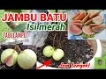 JAMBU BATU ISI MERAH