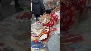 哪个小猫初一还在上班啊猫咪 萌宠出道计划 记录猫咪日常 日常vlog