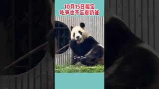 10月15日福宝吃笋不忘互动：转头看奶爸，最后还转过去继续吃！#푸바오 #fubao #大熊猫福宝 #판다 #panda #shorts