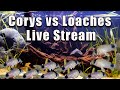 [LIVE]  Cory Cats vs Loaches! Plus a Fish Q&A!