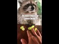 raccoon vs grapes