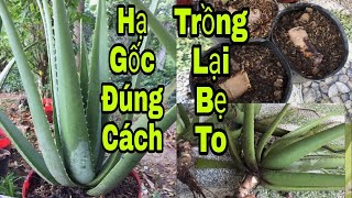 Cách Hạ Gốc Nha Đam Mỹ Trồng Lại Bẹ To Rất Hiệu Quả