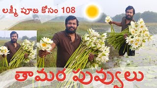 లక్ష్మీ పూజ కోసం 108 తామర పూలు( కలువ పూలు) మీకు కావాలా👍#trending #latest #viralvideo #lotusflower