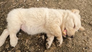 The homeless dog was rescued in time, it seemed he fainted from hunger.