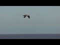 good gull flys over beach rspb minsmere 30jan18 301p 4k