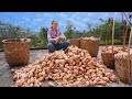 Harvest 1000KG sweet potatoes | 2000 year-old recipes for sweet potato feast