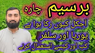 Berseem fodder | Fertilizer plan for Barseem | برسیم کیوں رکا ھواھے | Ahsan Ali Musa