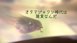 モリアオガエル の成長③「オタマジャクシの食事」Meals for Treefrog tadpole