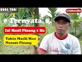 1 Hectare Areca Income