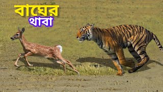 সুন্দরবনে রয়েল বেঙ্গল টাইগারের হরিণ শিকারের বিরল ভিডিও। Royal Bengal tiger couth deer at sundarban