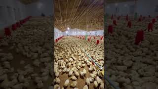 Millions of baby chicks #chicken ,#viralshorts #shorts #funny