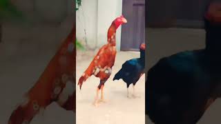 pure Pakistani peela Madari Aseel #shots #rooster #viralvideo #shots