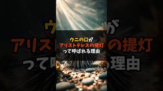 アリストテレスも研究した！？ウニのユニークすぎる口の機能とは🦔✨ #ウニ #動物雑学 #面白雑学 #豆知識 VOICEVOX:青山龍星