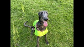 Moss the Deerhound Puppy - 6 Weeks Residential Dog Training